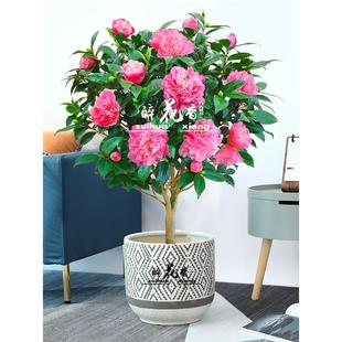 香妃茶花盆栽苗浓香型花卉阳台庭院四季长青绿植大型山茶树苗好养