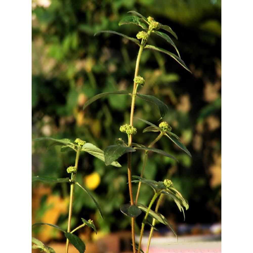 飞扬草大乳汁草节节花野生药用观赏花卉绿植物中草药材盆栽种植苗