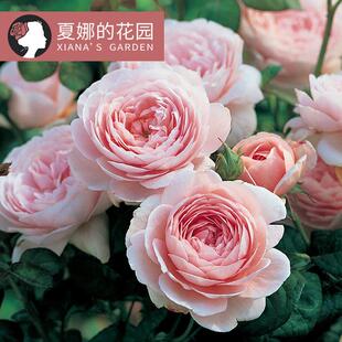 瑞典女王月季大苗阳台盆栽户外庭院地栽灌木四季开花耐寒爬藤欧月