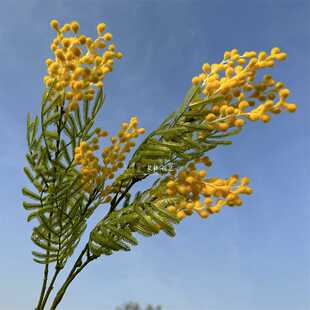 单枝合欢草仿真花绿植森系金合欢垂挂插花装饰植绒家居摆放王樱花