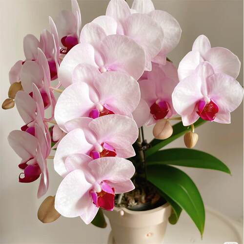 【杭州美女】3.5寸大杯大苗蝴蝶兰苗基地直发包对版包邮