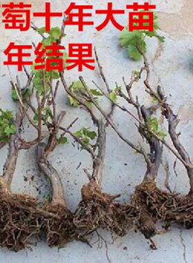 巨峰葡萄苗大苗果树果苗爬藤葡萄树苗葡萄树苖南方种植当年结果。