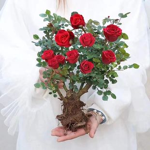 开花耐寒绿植易活特色花卉室内外盆栽 多色玫瑰老桩花苗四季 正宗