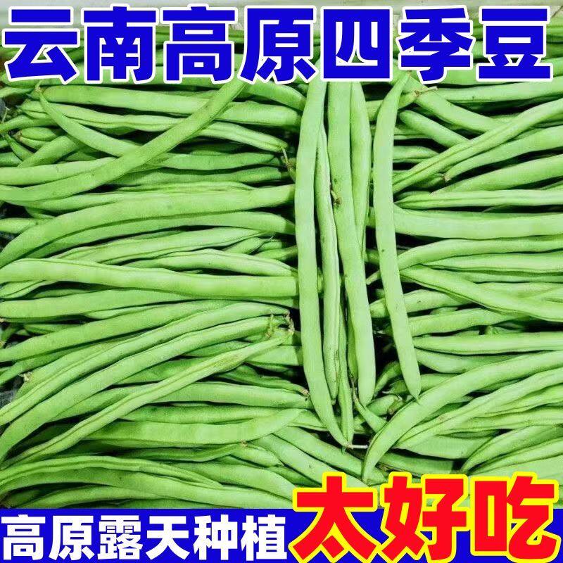 云南高山四季豆小金豆当季新鲜蔬菜无筋豆长豆角扁豆批发芸豆