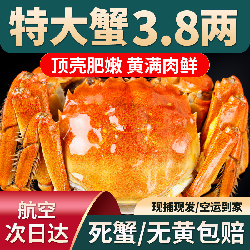 [活蟹]特大现货大闸蟹鲜活全母螃蟹官方旗舰店礼盒新鲜河蟹10只装
