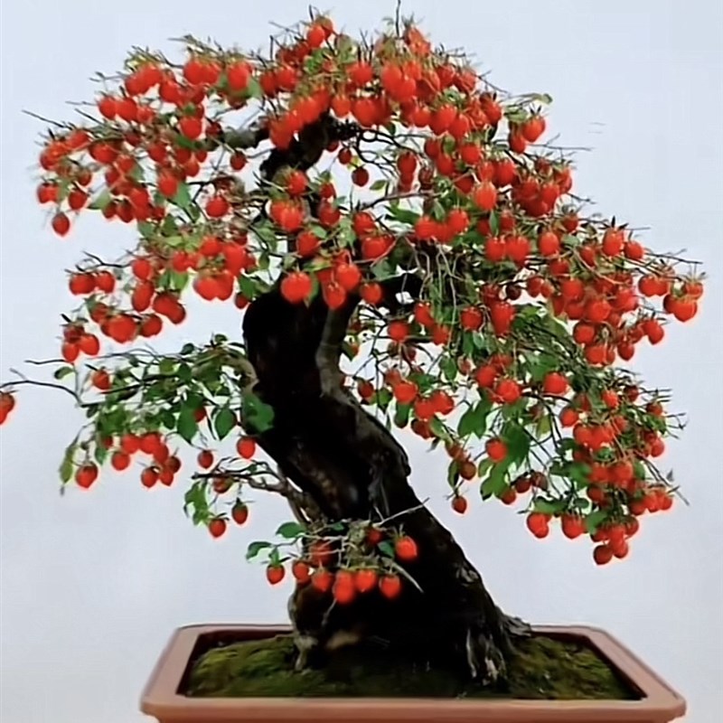 老鸦柿盆景素材绿植