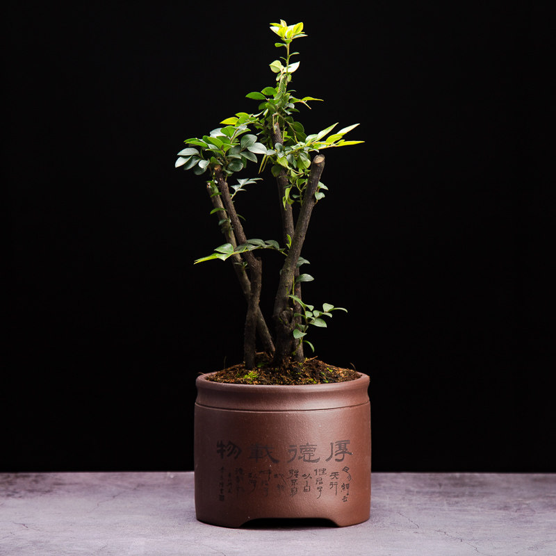 小叶紫檀盆景榆树榕树植物盆栽树桩客厅办公室内花卉绿植观叶植物