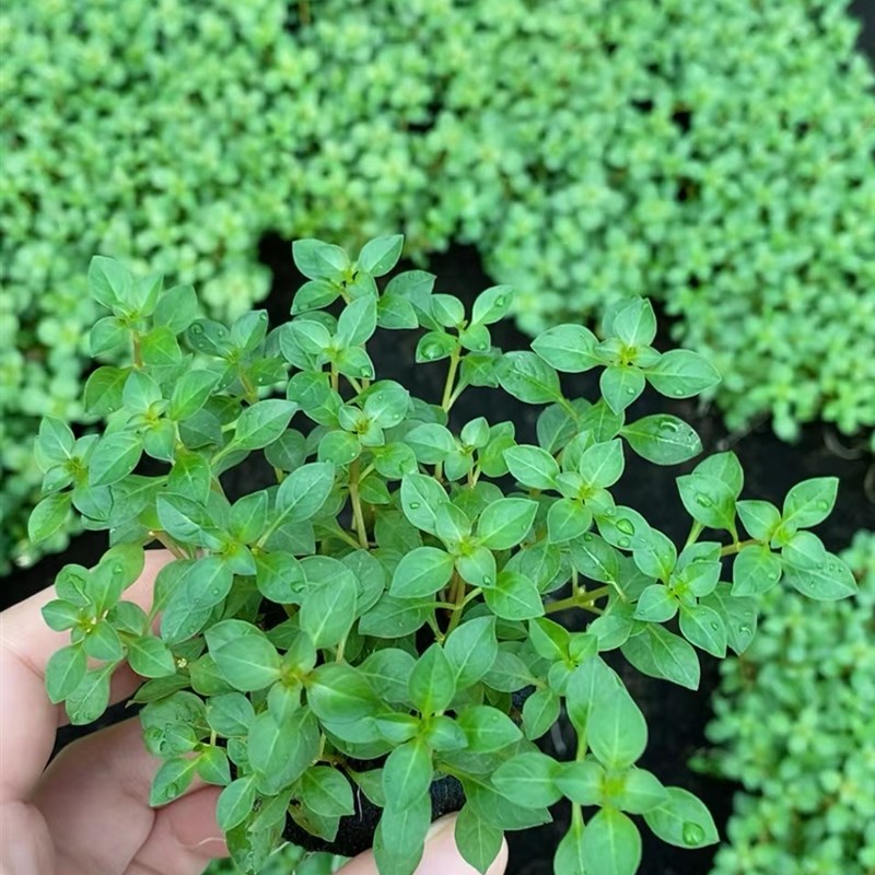 绿丁香小坨草缸鱼缸造景水草场直发懒人水培增氧淡水水草阴性植物