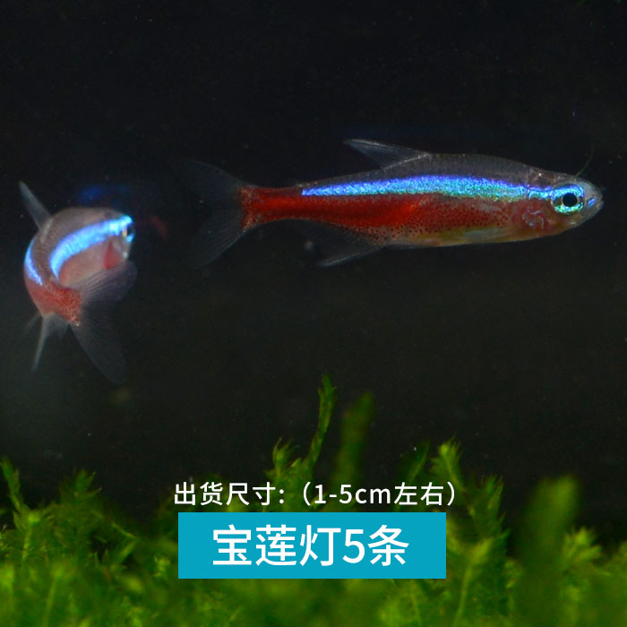 宝莲灯灯笼鱼红绿灯小型灯鱼鱼缸水草缸群游淡水鱼热带鱼观赏鱼