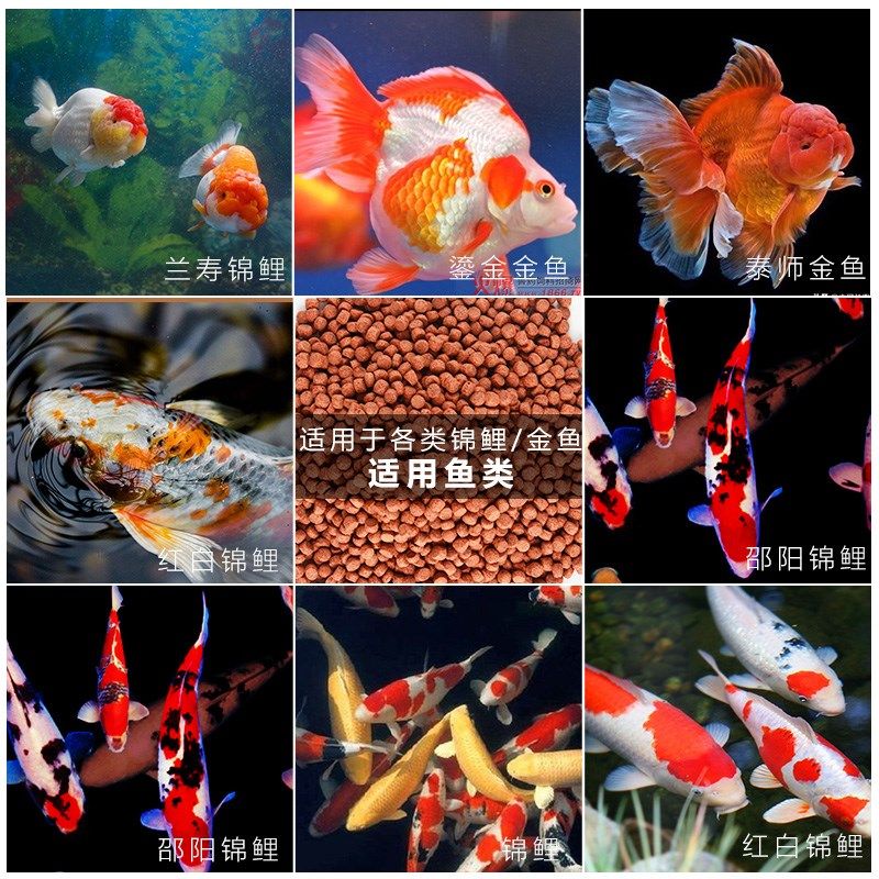 超鼎极红锦鲤鱼增色饲料金鱼鱼食成鱼饲料观赏鱼鱼粮小颗粒不浑水,宠物/宠物食品及用品,观赏鱼饲料,淘宝优惠券,粉丝福利购,淘宝优惠卷