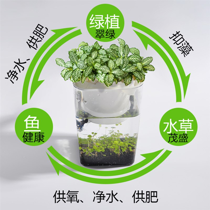 生态鱼菜共生水草籽景观造景超白桌面水草植物免换水鱼卵迷你鱼缸