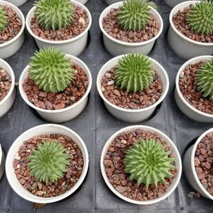 琉璃晃 海胆大戟科实生多肉植物4厘米