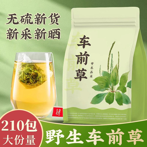 强推【野生车前草】中药材泡水喝