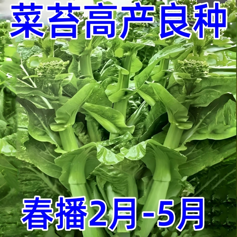 早四熟甜白菜菜苔菜种秋季子种种白心冬种孑薹蔬菜种菜季种籽脆籽