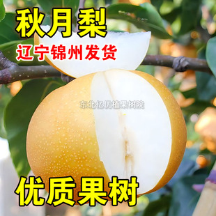 秋月梨树苗嫁接秋月梨苗盆栽地栽南北方种植秋月梨苗当年结果梨苗