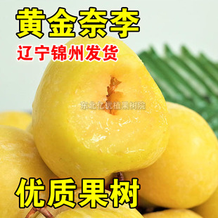 黄金奈李子树苗嫁接黄金李苗盆栽地栽南北方种植黄肉李苗当年结果