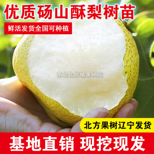 砀山酥梨树苗嫁接酥梨苗南北方种植盆栽地栽庭院当年结果酥梨苗子