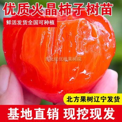 火罐柿子苗嫁接薄皮无籽红灯笼柿子树苗南北方庭院盆地栽火晶柿子