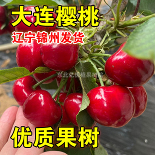 大连樱桃嫁接樱桃树苗果树苗南方北方种植盆栽地栽当年结果苗樱桃