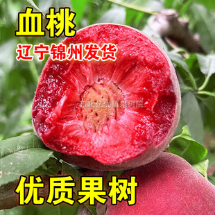 血桃树苗嫁接血桃果苗红肉桃子苗南方北方种植盆栽地栽当年结果苗