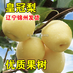 皇冠梨树果苗嫁接梨树苗特大脆甜梨苗南北方种植盆栽地栽当年结果