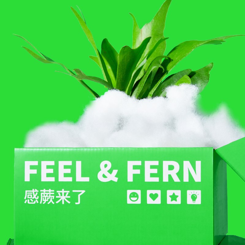 【告白礼物】感蕨来了鹿角蕨壁挂植物亚克力彩色乔迁告白生日礼物