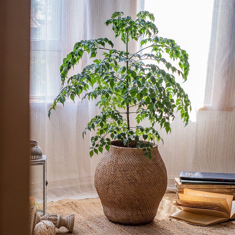 掬涵 特大水泥花盆仿草编套盆创意绿植盆器植物装饰花器花园庭院
