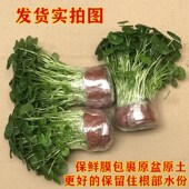 铜钱草大叶子金钱特大四季 饰玻璃瓶花草盆栽 好养活带叶装