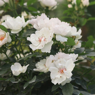 海蒂的花园 杰奎琳杜普蕾直立月季多季节开花抗病阳台庭院盆栽苗