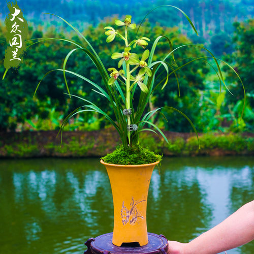 大一品兰花盆栽植物名贵国兰蕙兰程梅兰草带花苞绿植大众国兰场
