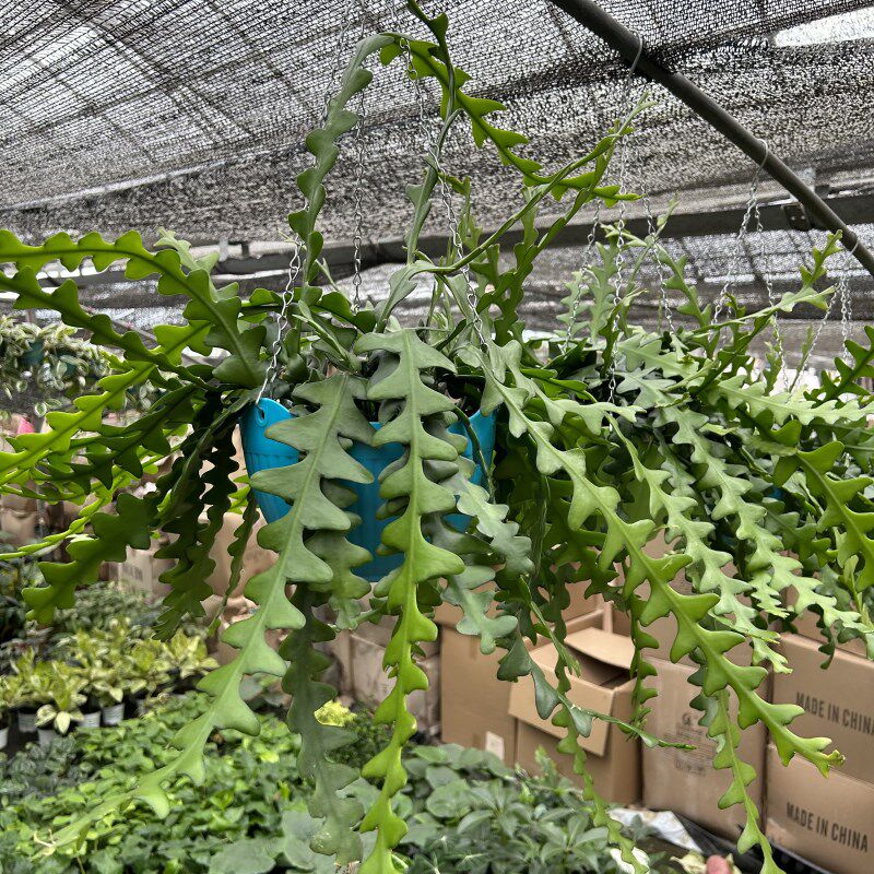 新品多肉垂吊绿植室内吊兰客厅悬挂喜阴耐旱20一1S5天供水好养易