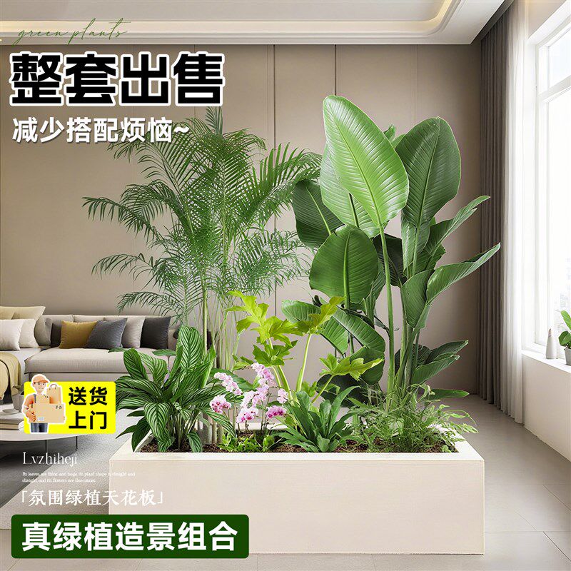 大型绿植造景组合室内p客厅阳台成品组合盆栽玄关隔断造景橱窗植