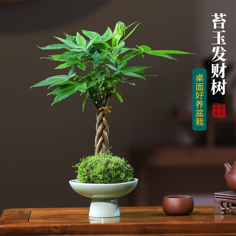 苔玉水培发d财树盆栽苔藓球植物室内桌面好养办公室绿植净化空气