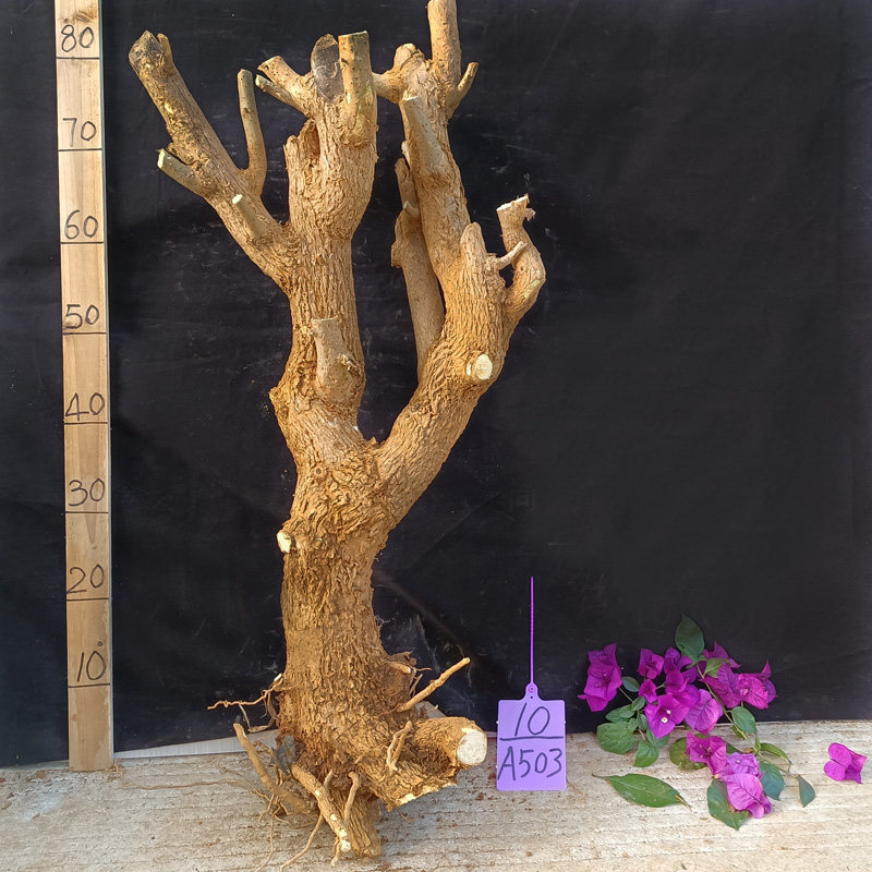 三角梅树桩盆栽老桩爬藤植u物阳台花卉绿植一桩一拍盆景四季可开