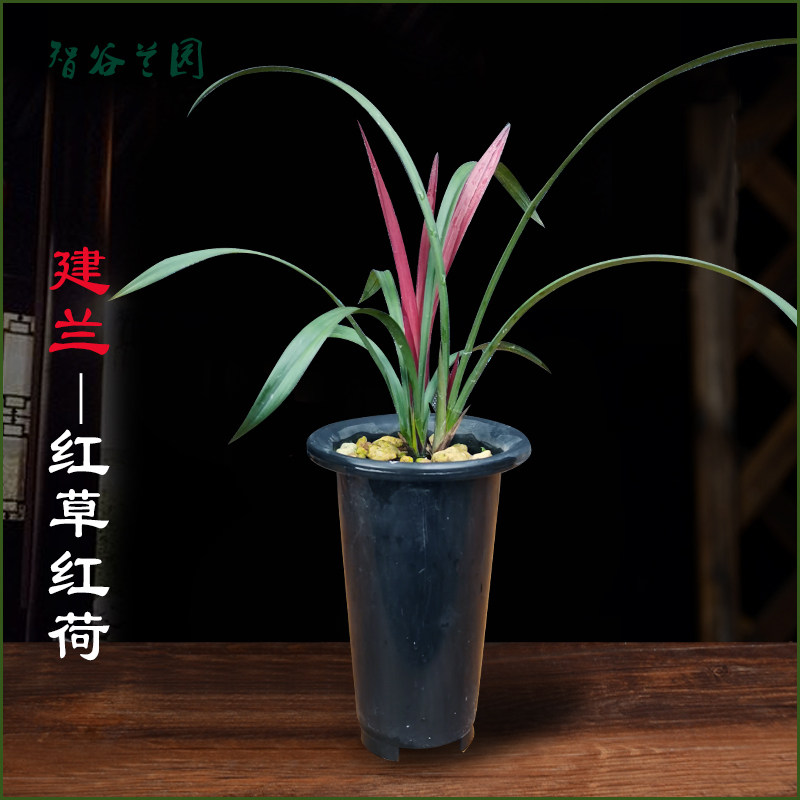 建兰红草红荷 名贵迷你矮种兰花 四季兰好养红花网V红小盆栽室内
