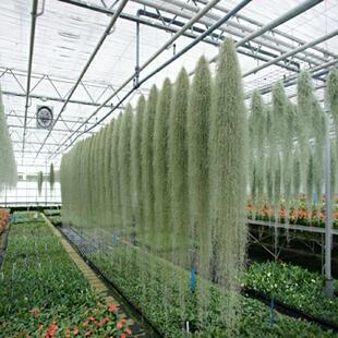 老人须松萝无土培养植物吊兰空气凤梨空气草雨林室内造景植物