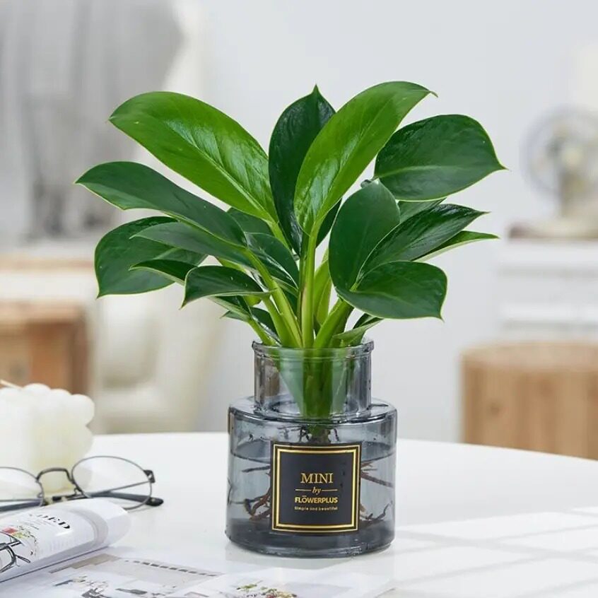 家用水培瓶植物透明宽口玻璃花瓶容器绿萝盆养缸水养摆件器皿客厅