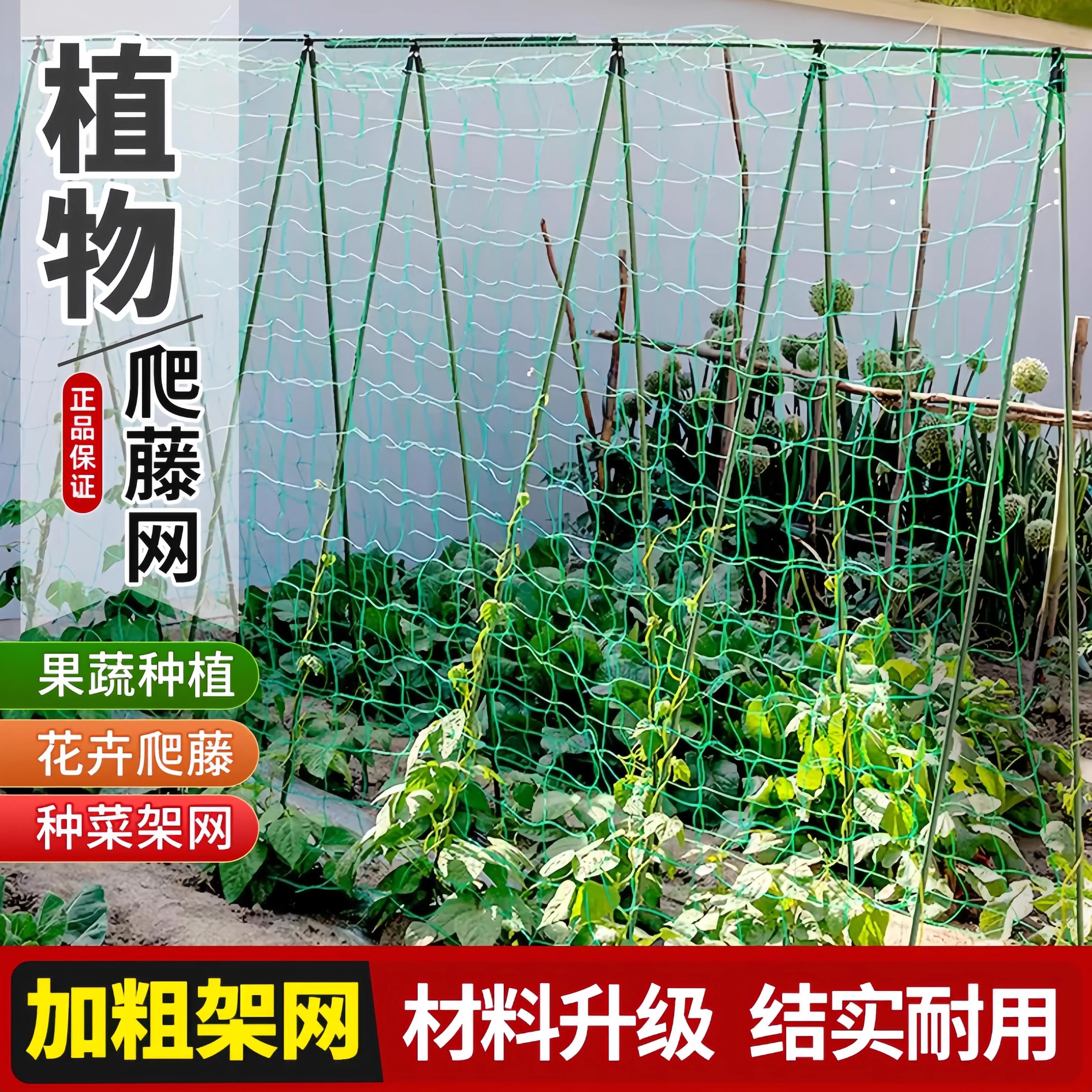 植物爬藤网攀援网园艺搭架网瓜果丝瓜苦瓜月季藤蔓花卉攀爬种植网