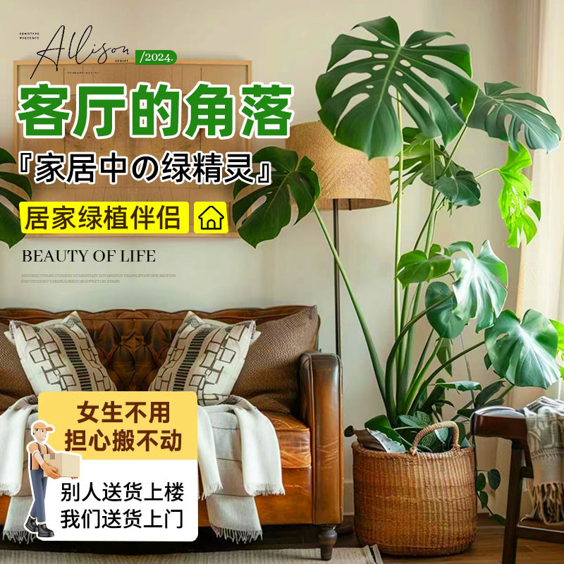 龟背竹叶盆栽室内客厅办公室桌面绿植花卉四季常青好养活净化空气
