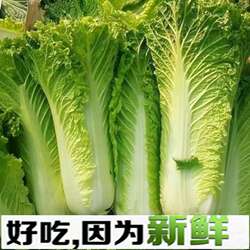 天津青麻叶直筒形白菜种子秋季绿大青麻叶大白菜四季可播蔬菜种籽