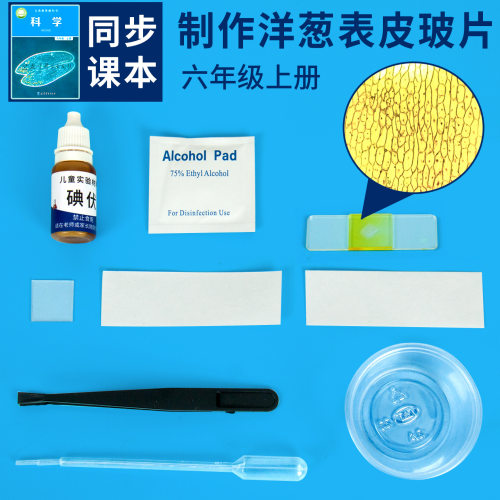科学实验材料洋葱表皮细胞切片标本手工科技小制作学生同步教科版