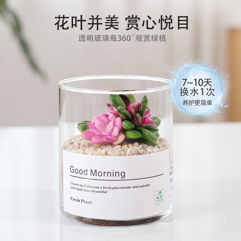 多肉植物b仙人球仙人掌小盆栽桌面植物肉肉组合办公室内绿植花卉