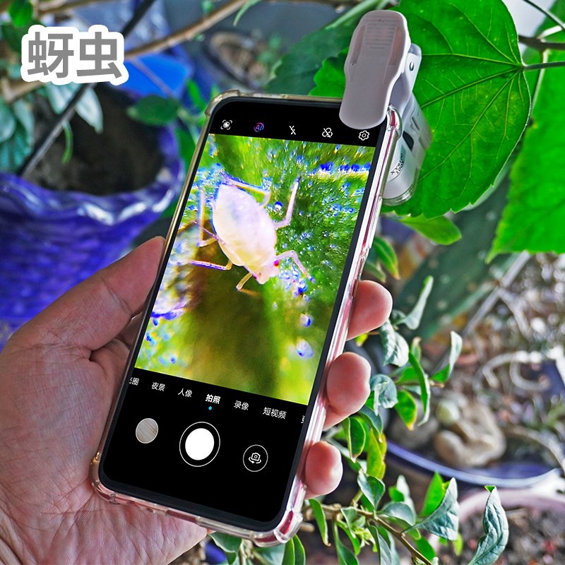 100倍手机放大镜看农业病虫害月季草莓蓟马红知蛛U蟎虫高清显微镜
