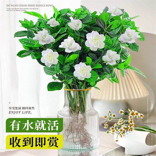 栀子花水培植物花卉n盆栽鲜花束带花苞办公室内茉莉花懒人绿植
