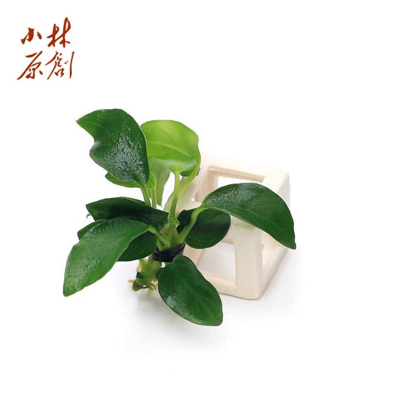 迷你水榕定d植水草懒人斗鱼微缸阴性易养小鱼缸生态鱼虾缸造景摆