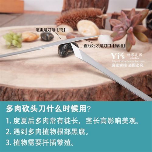 多肉砍头刀十二卷分株月t季扦插嫁接繁殖黑腐处理水仙雕刻不锈钢