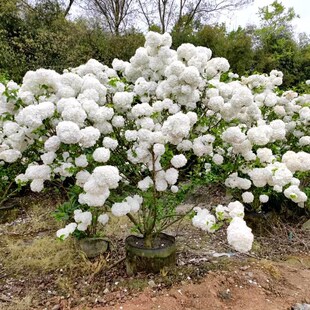 中华木绣球大花斗球名贵花树耐寒耐热浓香U南北方都可栽种