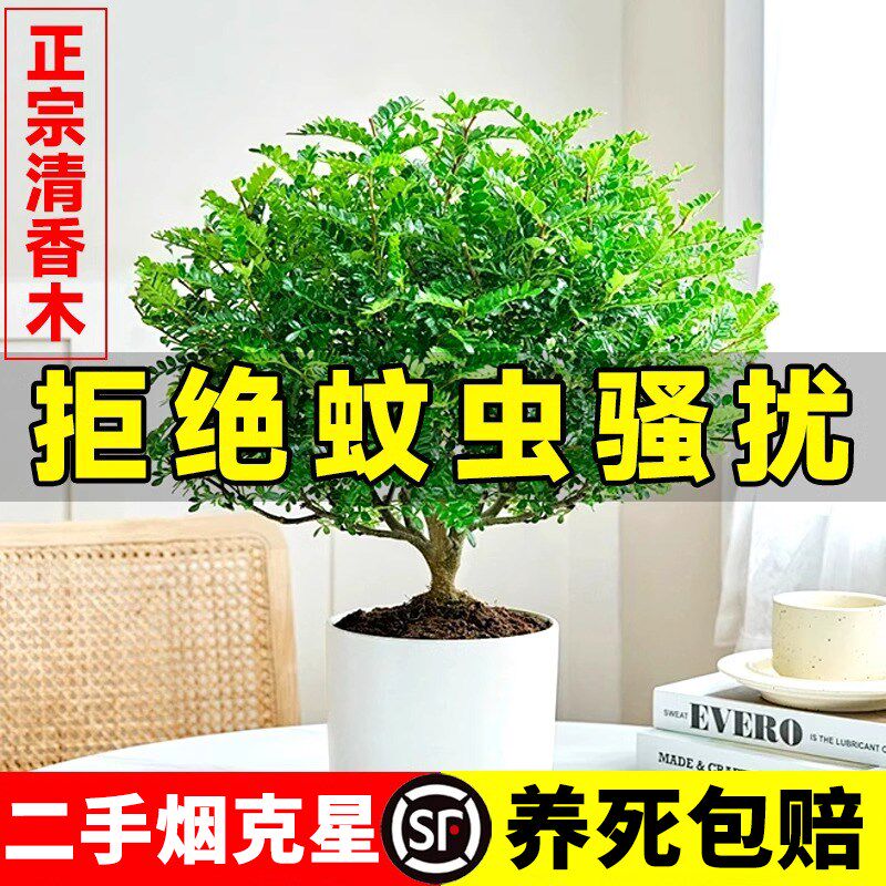 清香胡椒木老桩盆栽室内外驱蚊草花卉植物净化空气四W季常青好养