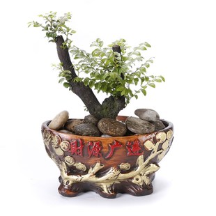 复古红陶花盆 金蟾发财树花盆 i电脑办公桌绿植盆 财源广进四季