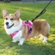 狗狗胸背带可调节附带定位器保护套F不勒柯基中大型犬狗狗牵引绳
